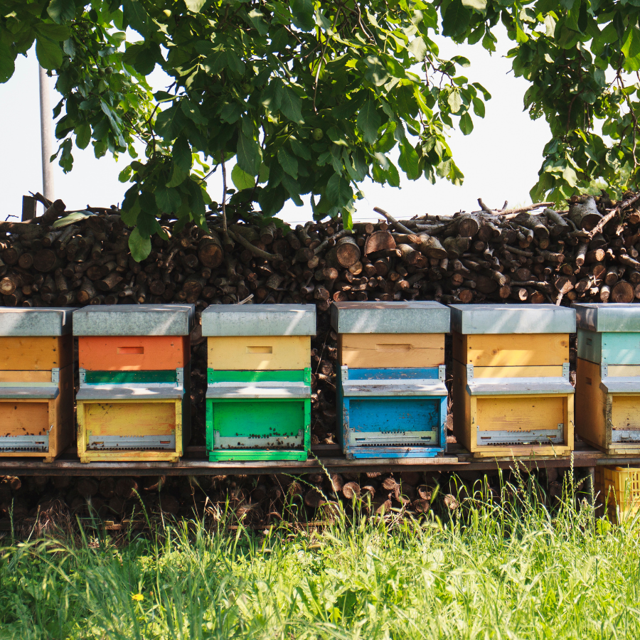 The Buzz on the Benefits: How Bee Hives Impact Local Communities