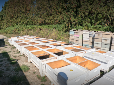 Meet the Bees: A Closer Look at Our Honeybee Colonies
