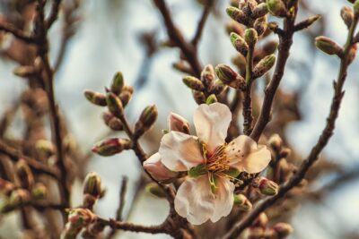 almond tree, flowers, branches-5951352.jpg