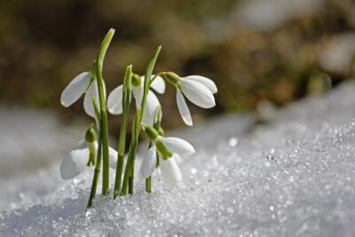 spring, beautiful flowers, snowdrop-1166564.jpg